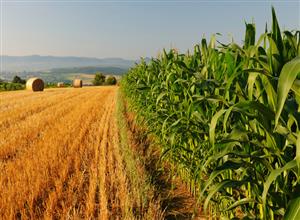 اعلام آمادگی ایران برای کشت فراسرزمینی در آذربایجان